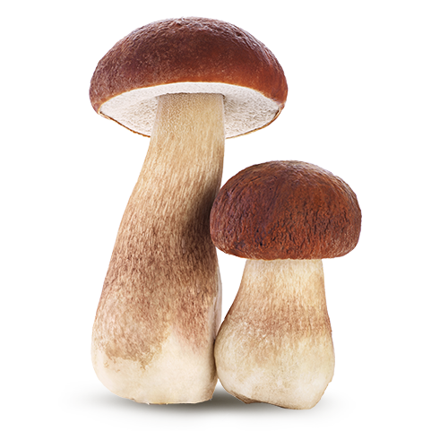 Funghi